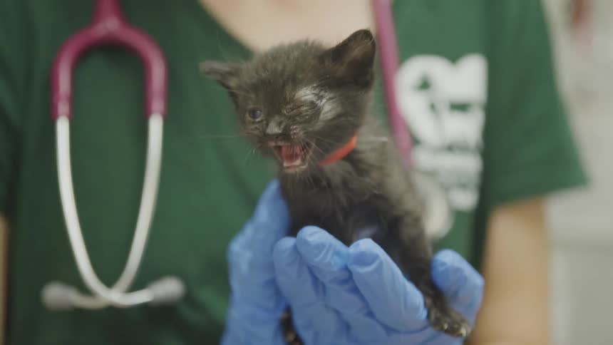 A cat is being held by a animal caretaker