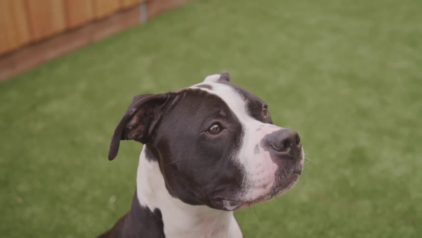 Dog sits up staring intently on lawn near fence