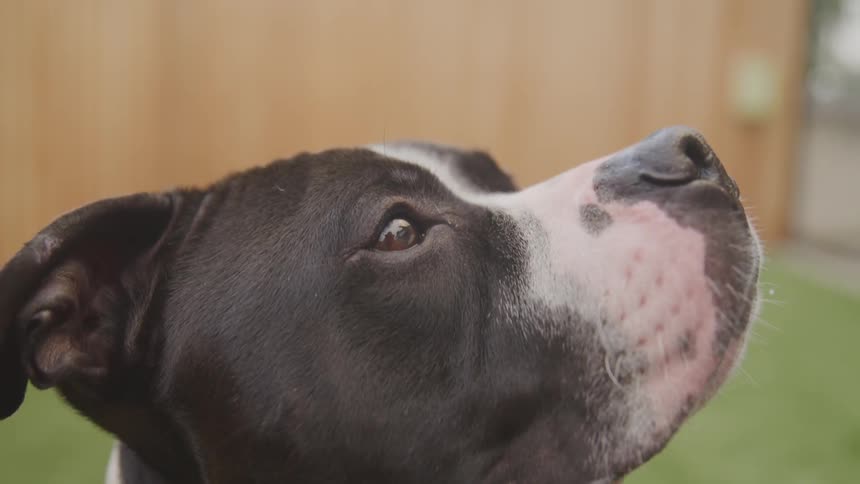 Dog looking up outside