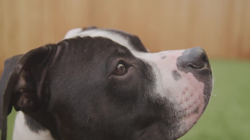 A dog looks upward and sniffs