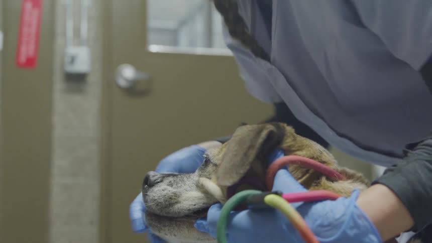 A woman at a veterinary clinic lifts the lips of a calm dog in order to inspect its teeth