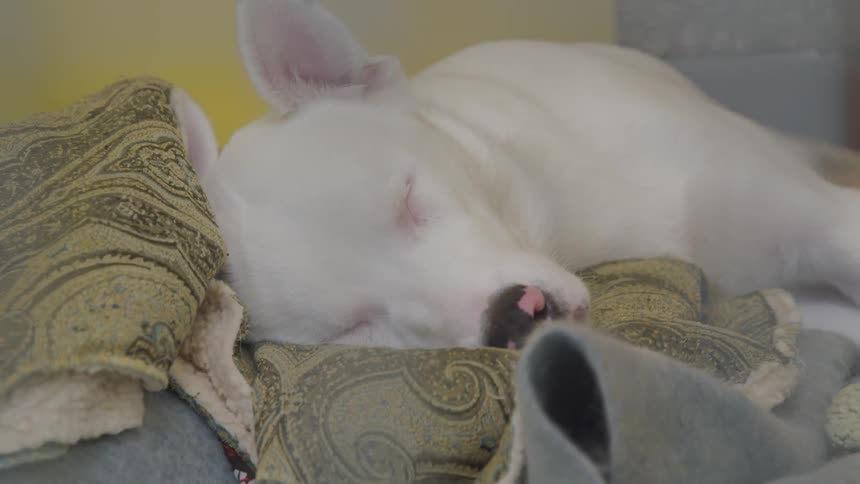 A dog is sleeping indoors