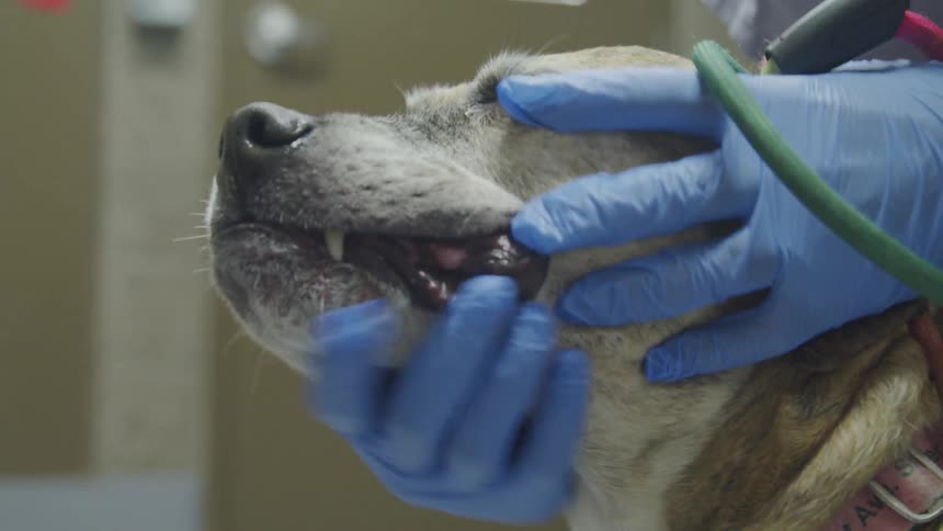 Human checking dog teeth