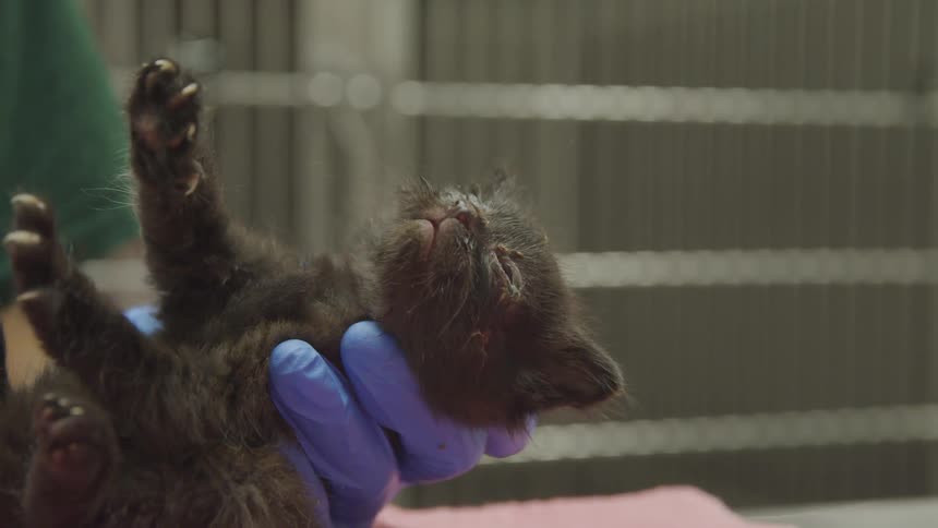 A person wearing gloves holds a kitten