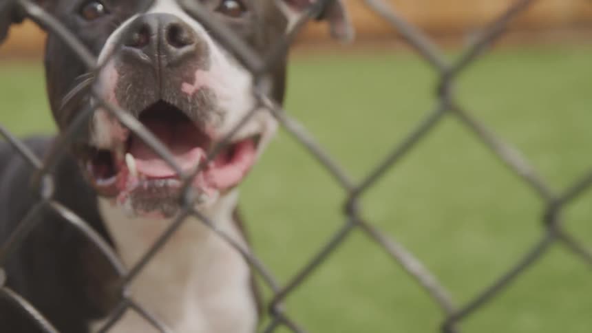 A dog stares through a chain link fence