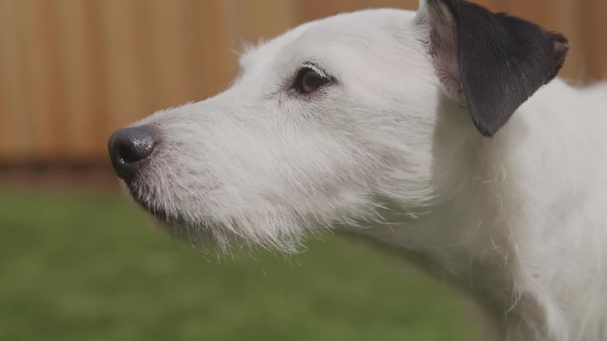 A white shorthaired dog with brown ears is sniffing at the air and blinking