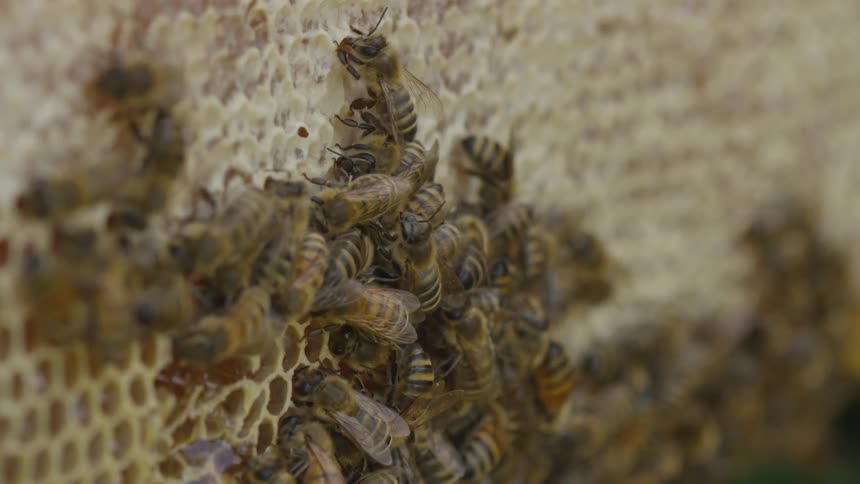 Bumble bee in a hive