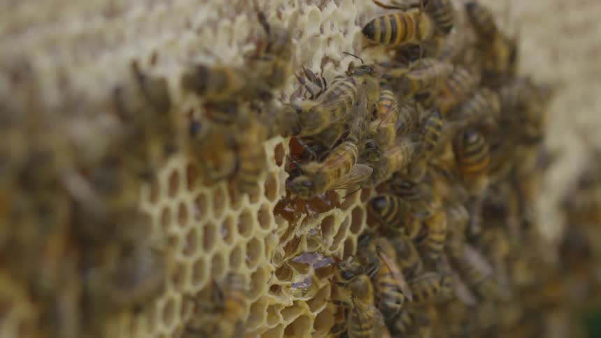 Colony of honey bees eating from a honeycomb