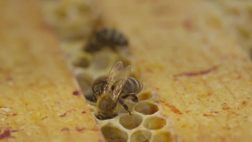 Bees are in a honeycomb