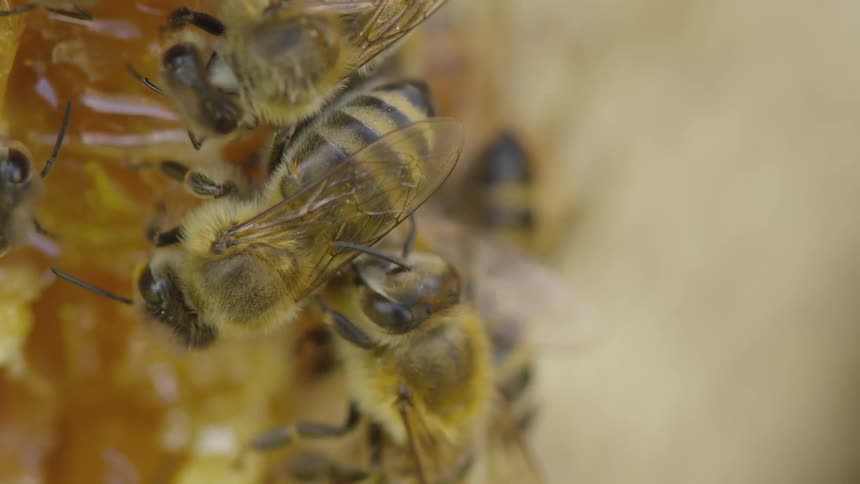 Bees on a honeycomb