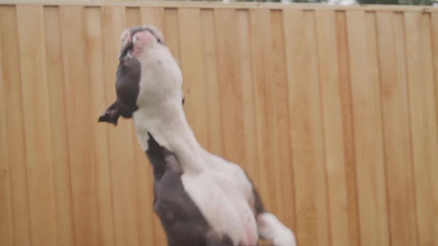A man throws a treat to his dog