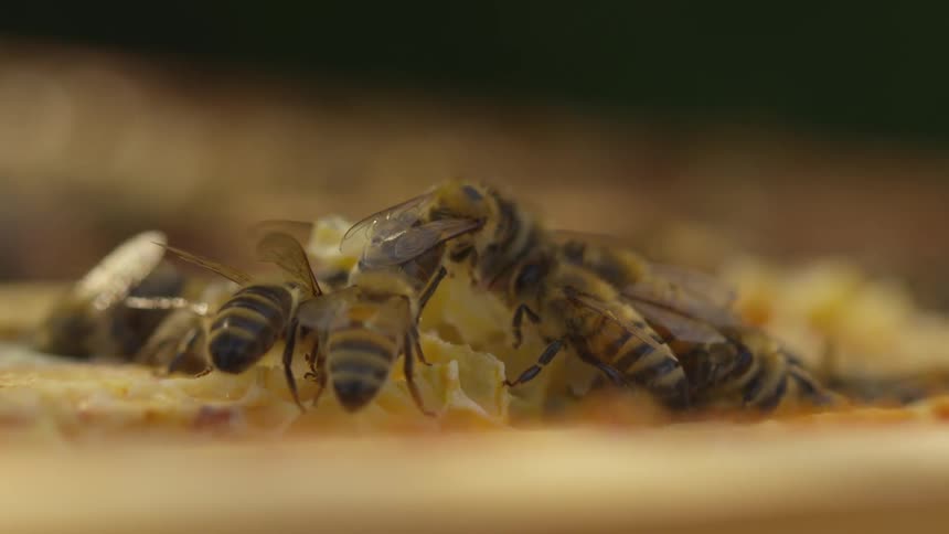 Bees working on a honeycomb