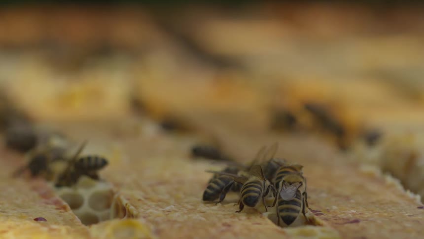 Bees work on their honey comb