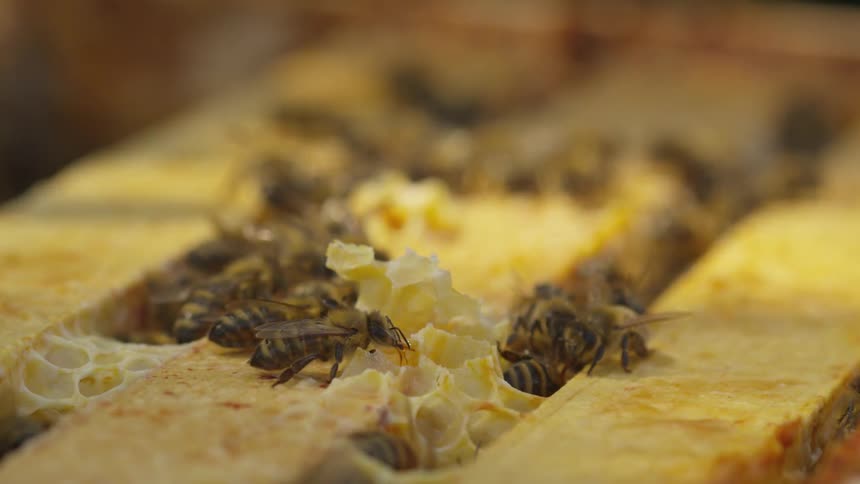 Bees in a bee hive