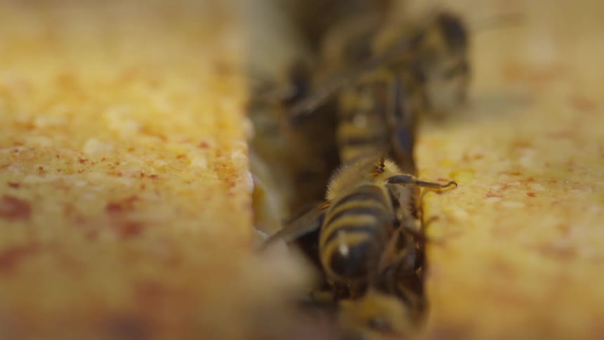Honey bees in a hive