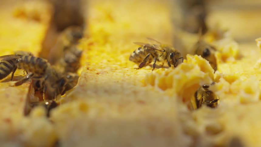 Bees work in honeycomb
