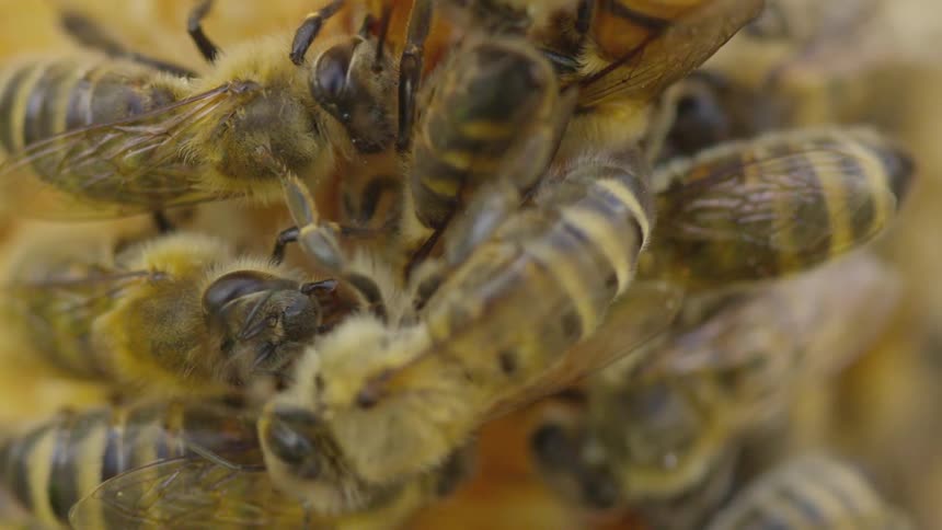 Bumble bees in a hive