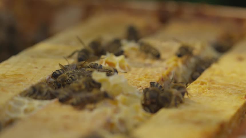 Bees working in honeycomb