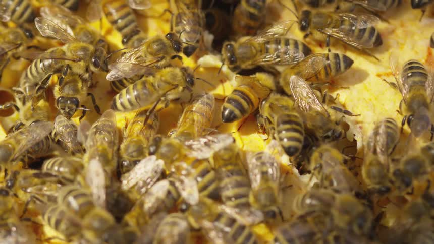 Bees congregate on a nest