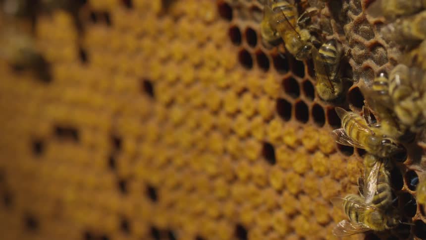 Bees crawl over yellow honeycomb in a hive