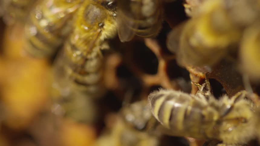 Bumble bees in a hive