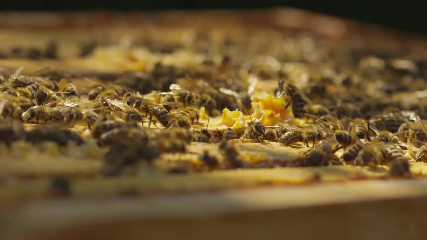 Cluster of bees eating pieces of honeycombs