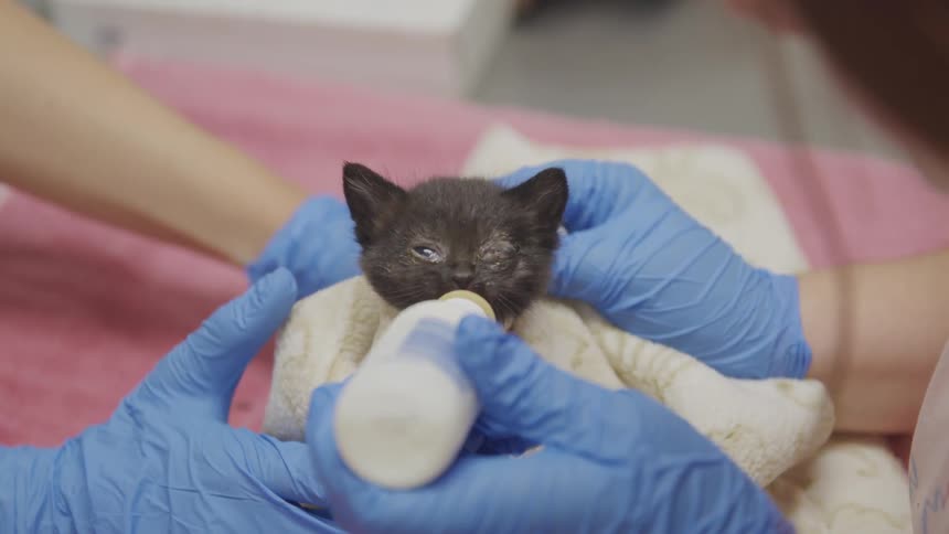 A tiny kitten wrapped in a blanket drinks from a bottle being held by two veterinary professionals
