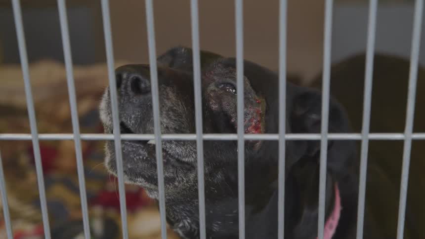 Dog inside a kennel