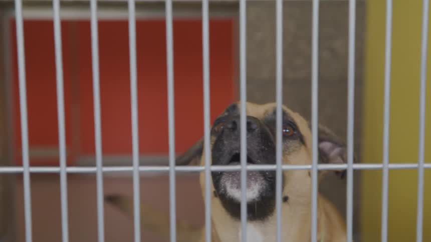 A dog barks from inside a metal cage
