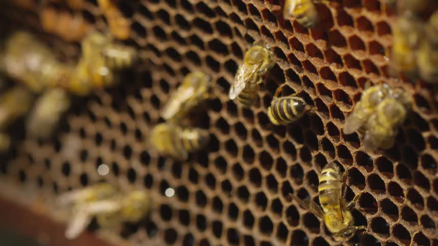 Bees walk over honeycomb in a beehive
