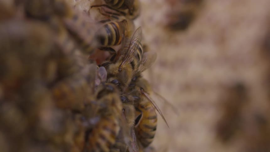 Bees crawl over each other on unknown surface