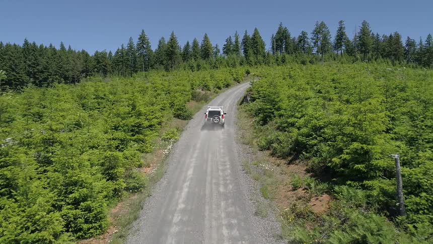 Jeep drives through a forest