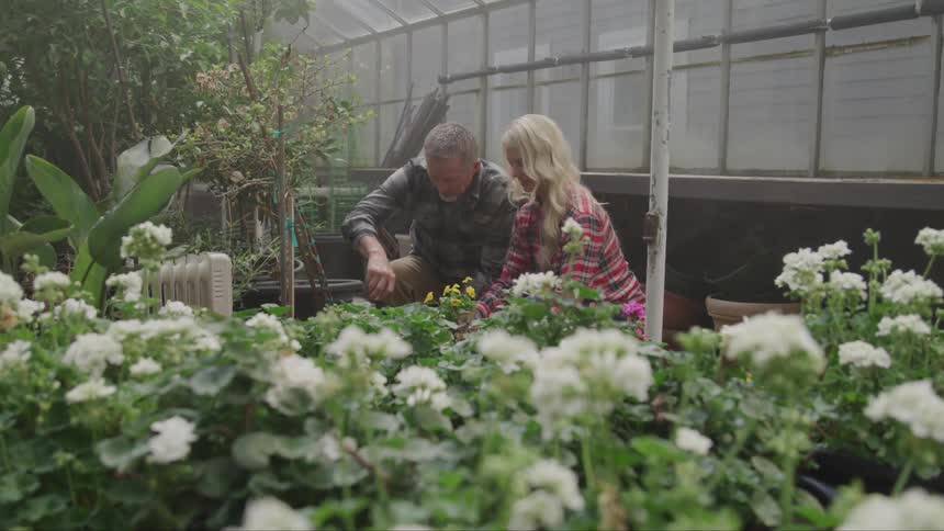 Two people work in a greenhouse