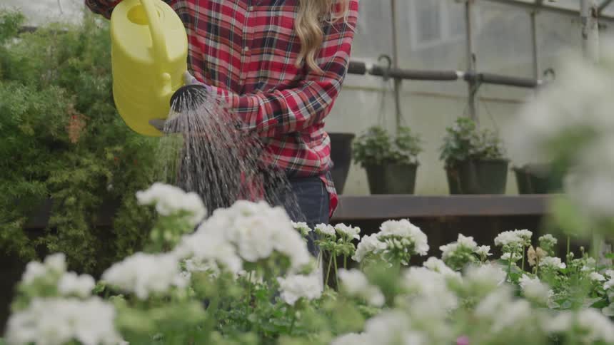 A woman uses a watering can to water flowers in a greenhouse