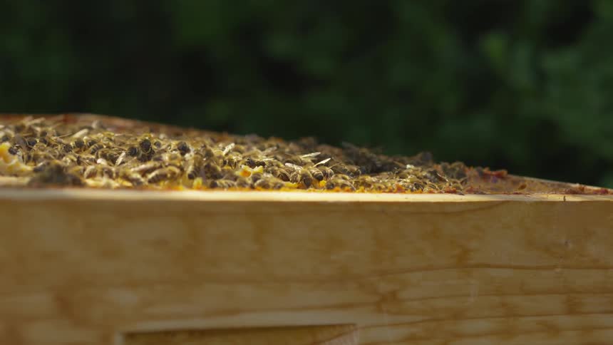 A swarm of bees on top of a wood box