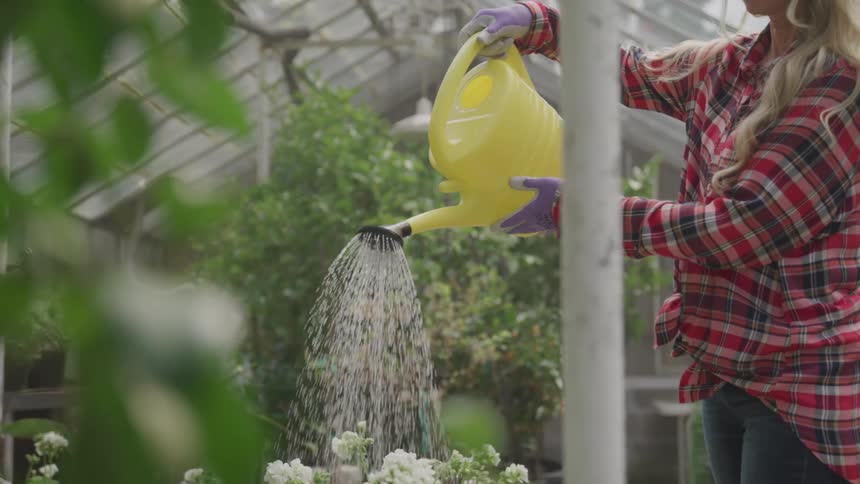 Woman wearing a plaid shirt and purple and white gloves is watering flowers in a greenhouse with a yellow watering can