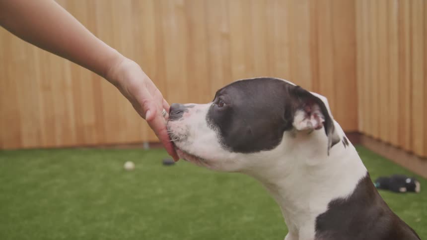 A person is feeding small training treats to a well behaved medium sized black and white dog