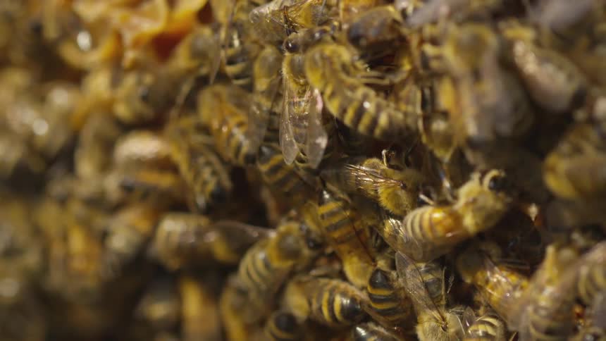 A large swarm of bees