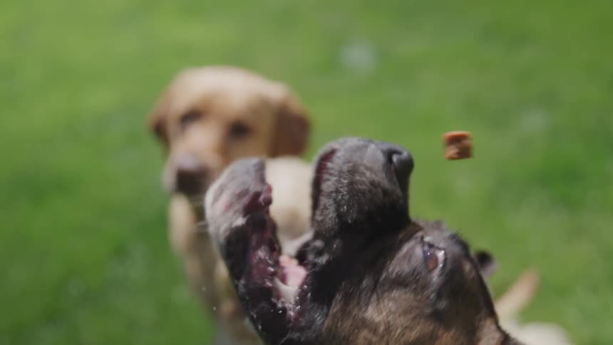 A boxer dog attempts to catch a treat in the air but misses while two other dogs sit and watch