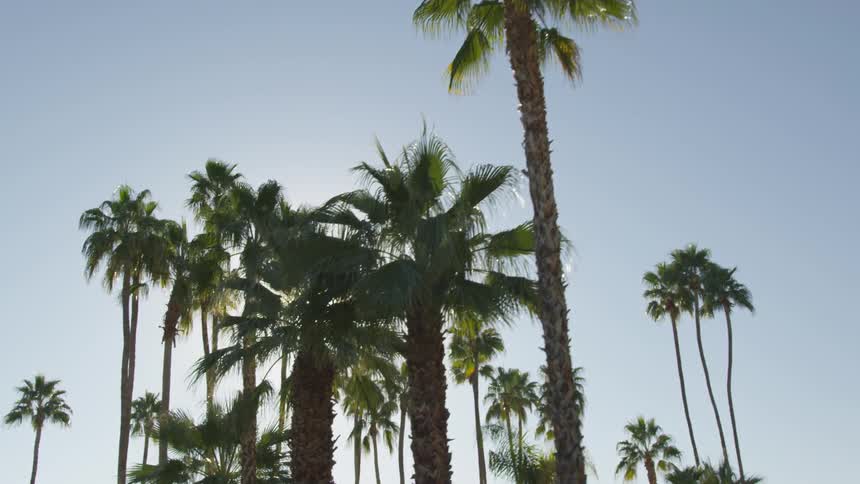 A view of the tropical treeline