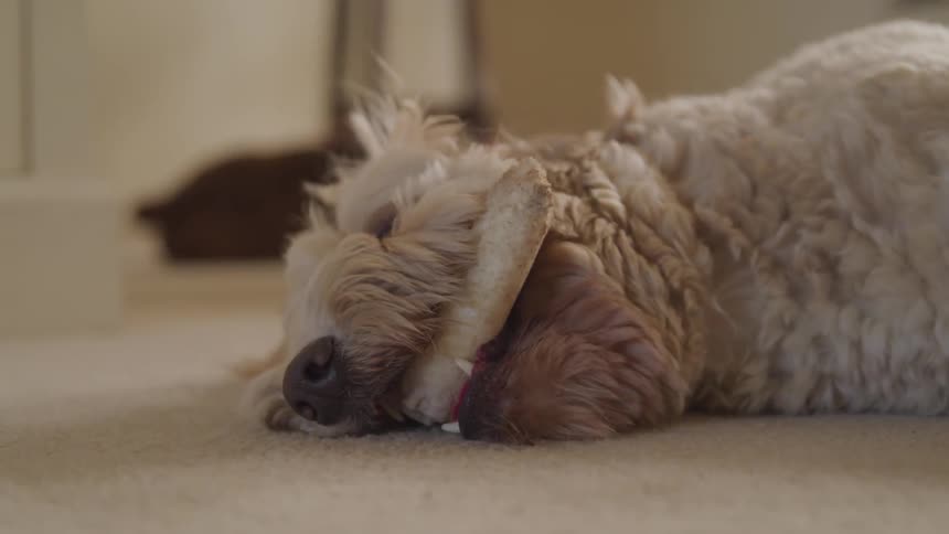 A white puppy eats bone on the floor