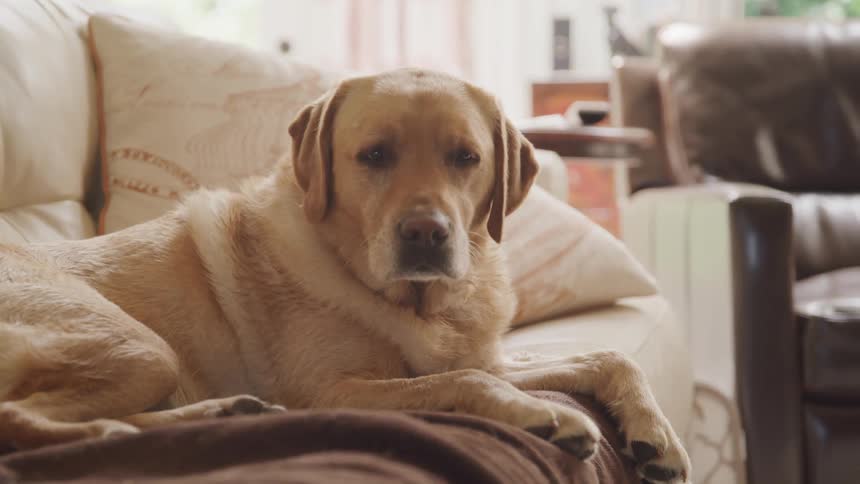 Yellow lab relaxing on couch