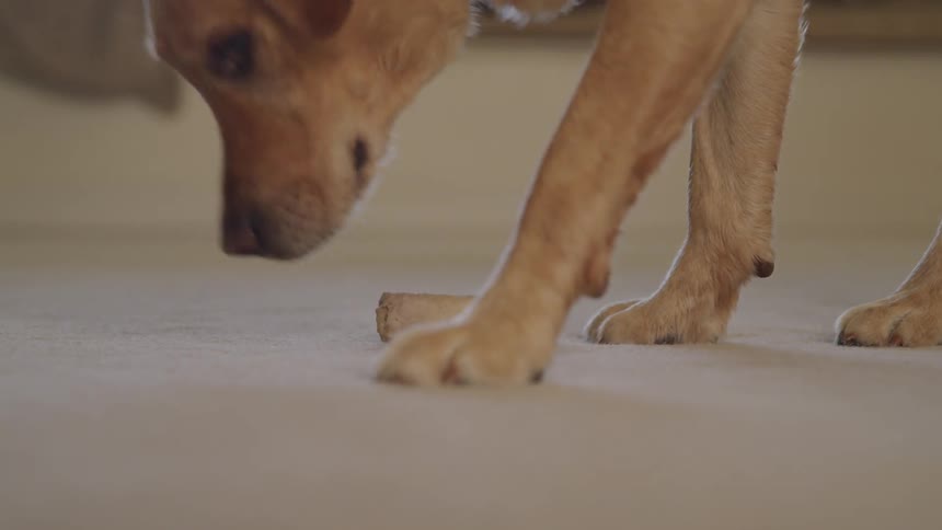 A dog sniffing a dog toy on the floor