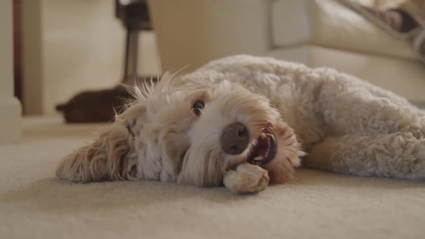 A dog chews on a toy while laying on carpet