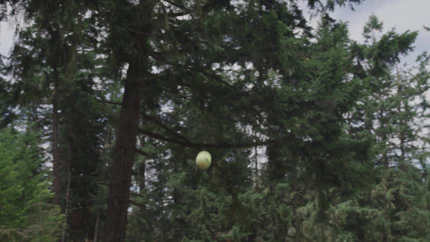 Dogs play with thrown ball in a clearing near a forest