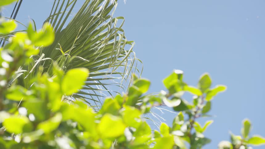 A view close up of some plants gently moving in the wind outdoors