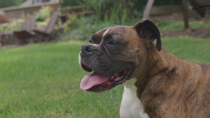 Dog in the yard need a bench