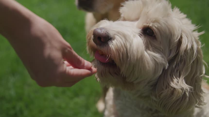 A dog takes a treat out of someones hand