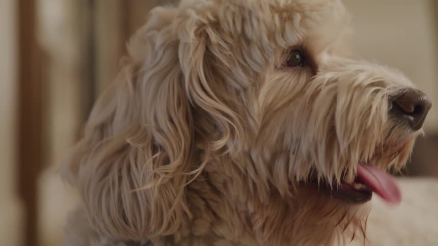 Long hair dog panting