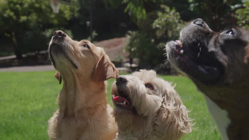 Three dogs looking toward the sky